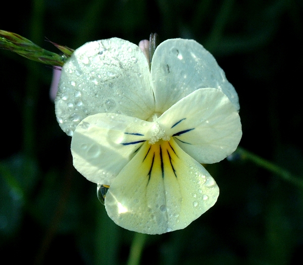 Viola cassinensis - notizie